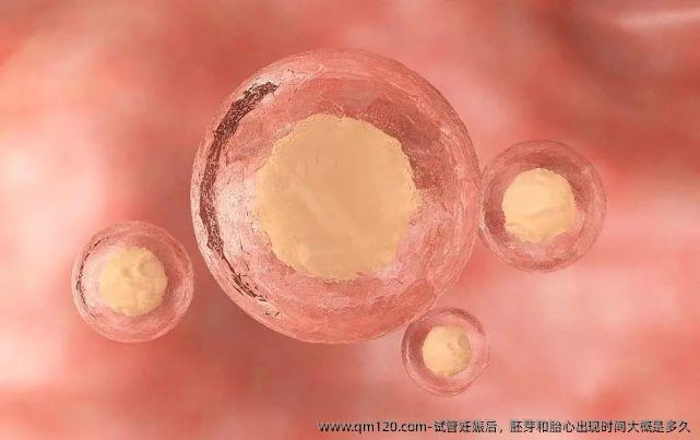 试管妊娠后，胚芽和胎心出现时间大概是多久