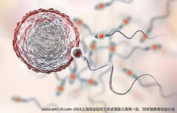 2024上海瑞金医院三代试管婴儿费用一览，附试管费用明细介绍