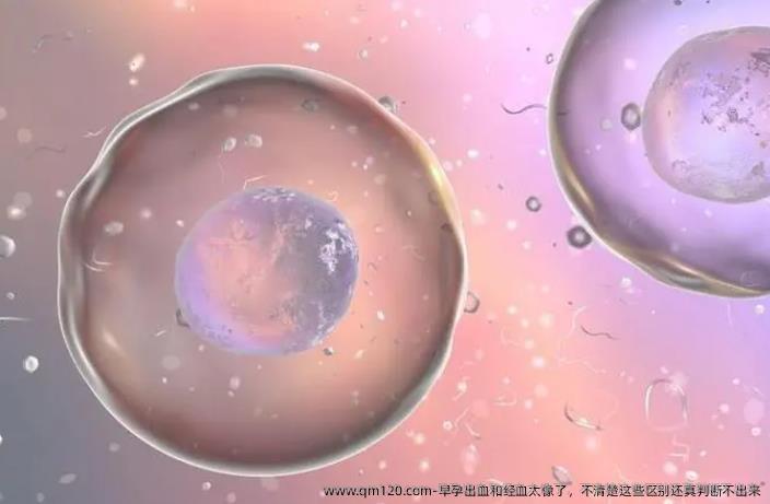 早孕出血和经血太像了，不清楚这些区别还真判断不出来