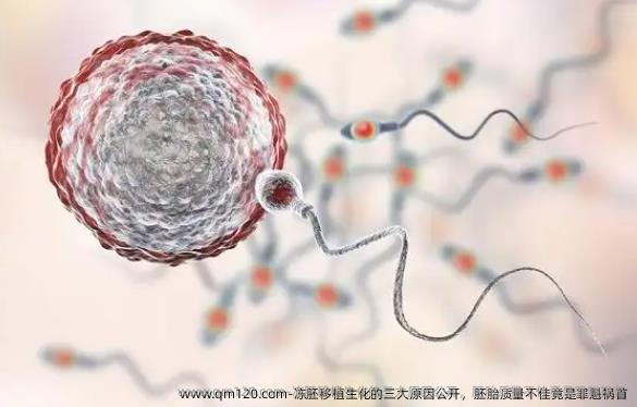 冻胚移植生化的三大原因公开，胚胎质量不佳竟是罪魁祸首