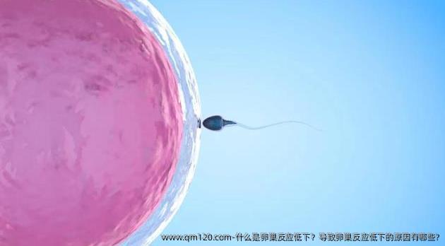 什么是卵巢反应低下？导致卵巢反应低下的原因有哪些?