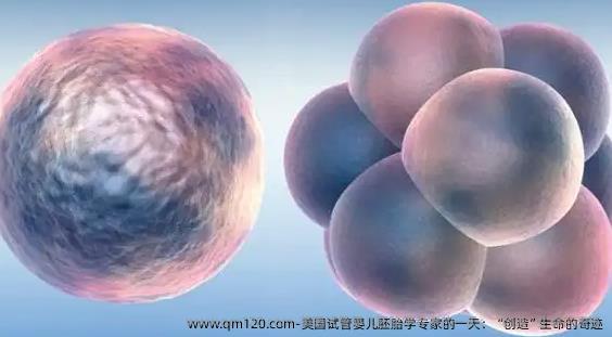 美国试管婴儿胚胎学专家的一天：“创造”生命的奇迹