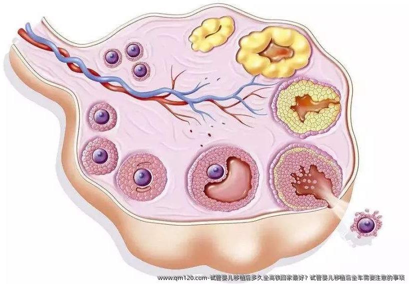 试管婴儿移植后多久坐高铁回家较好？试管婴儿移植后坐车需要注意的事项