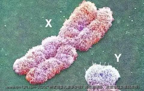 2025广州试管婴儿要多少钱？附费用明细、成功率以及医院推荐！