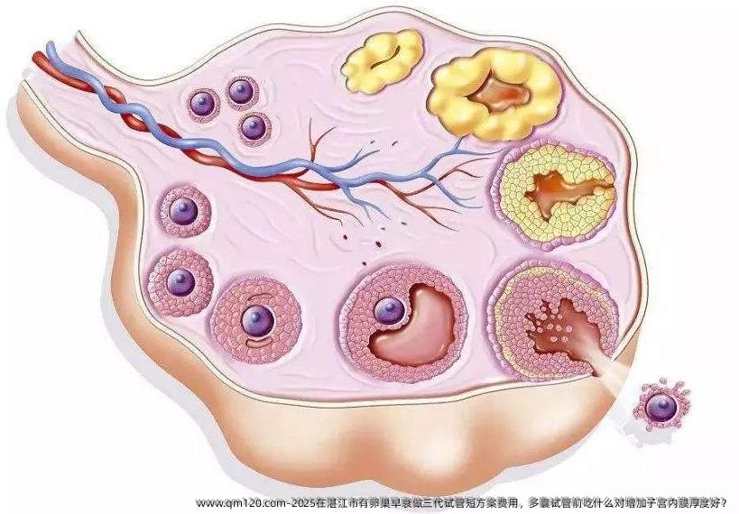 2025在<em>湛江</em>市有卵巢早衰做三代试管短方案费用，多囊试管前吃什么对增<em>加</em>子宫内膜厚度好？