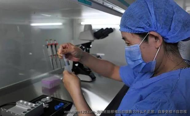 浅谈胚胎移植后白细胞为什么不正常，自身免疫不容忽视