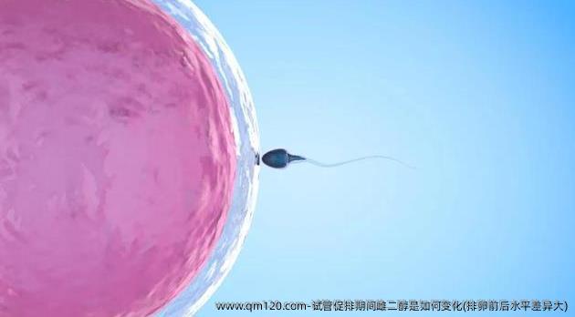试管促排期间雌二醇是如何变化(排卵前后水平差异大)