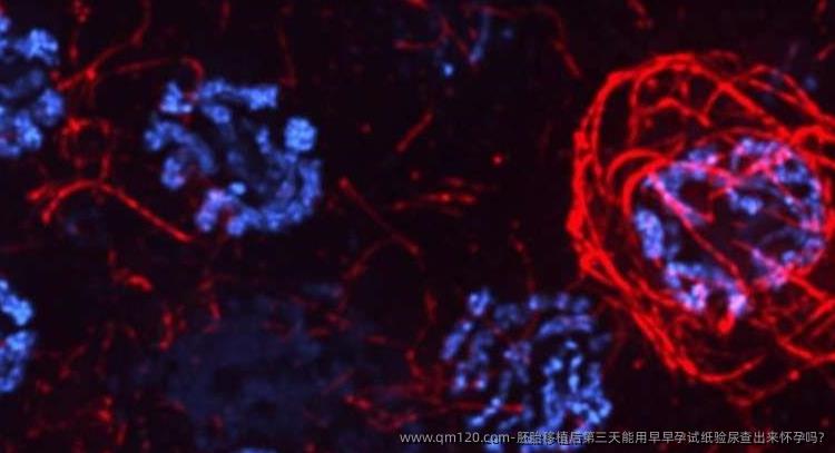 胚胎移植后第三天能用早早孕试纸验尿查出来怀孕吗?