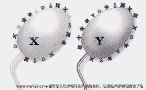 试管婴儿技术能筛选外貌智商吗，这些技术原理你需要了解