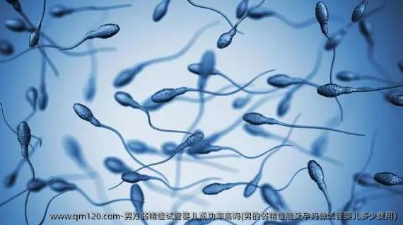 男方弱精症试管婴儿成功率高吗(男的弱精症能受孕吗做试管婴儿多少费用)
