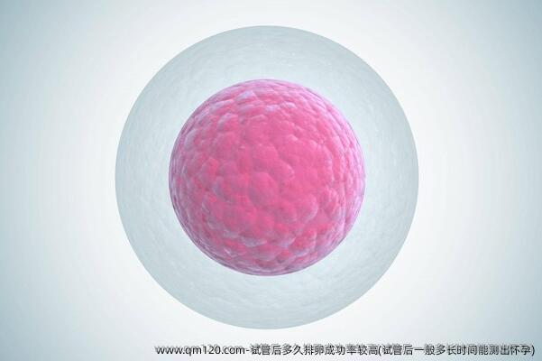 试管后多久排卵成功率较高(试管后一般多长时间能测出怀孕)