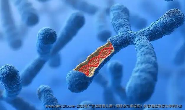 2025年广东试管婴儿哪个医院成功率较高？附提高试管成功率的办法