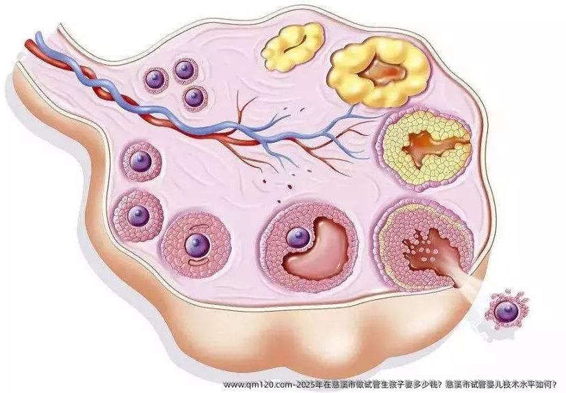2025年在慈溪市做试管生孩子要多少钱？慈溪市试管婴儿技术水平如何？