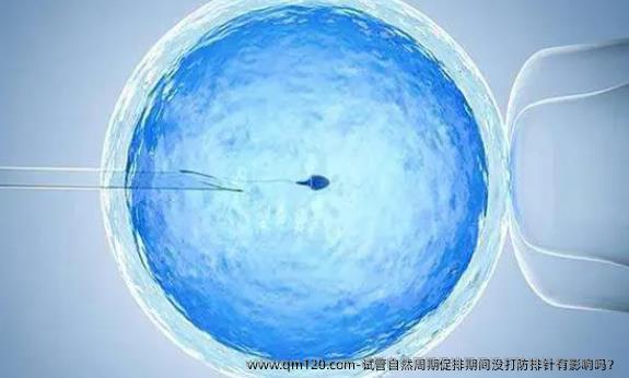 试管自然周期促排期间没打防排针有影响吗？