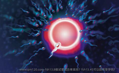 fsh13.8做试管成功率高吗？fsh13.45可以自然受孕吗？