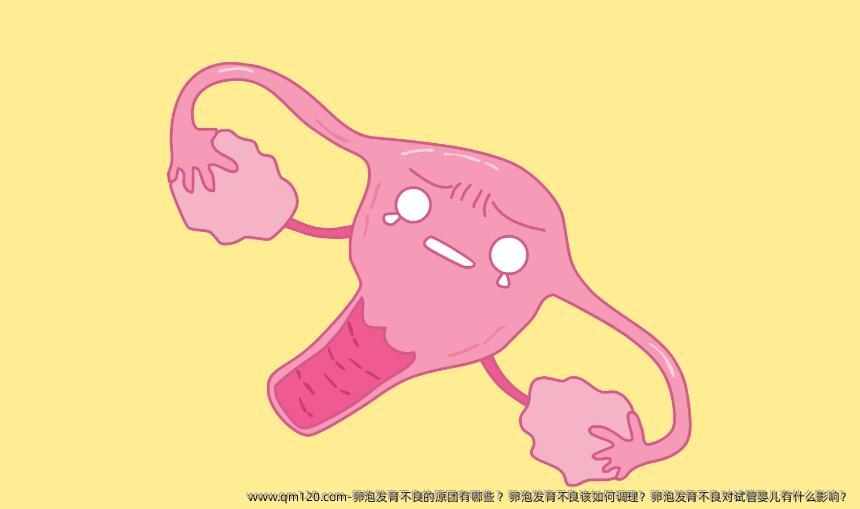 卵泡发育不良的原团有哪些 ？卵泡发育不良该如何调理？卵泡发育不良对试管婴儿有什么影响？