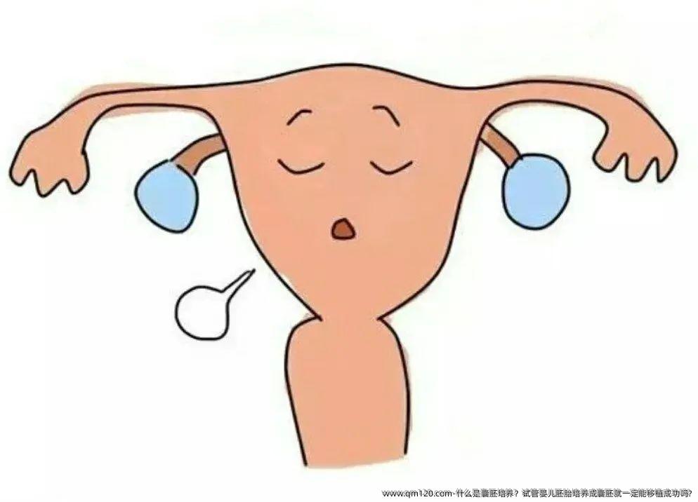 什么是囊胚培养？试管婴儿胚胎培养成囊胚就一定能移植成功吗?