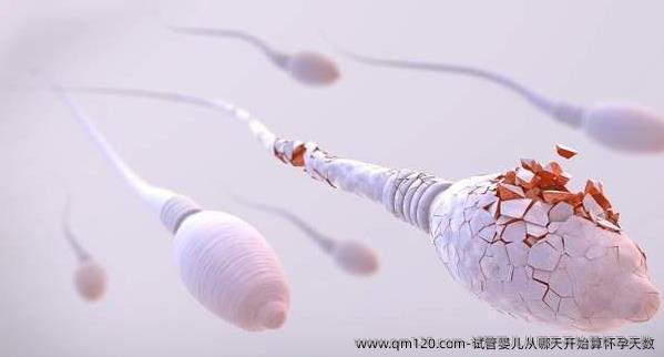 试管婴儿从哪天开始算怀孕天数