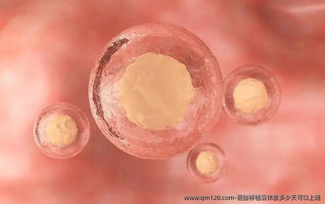 胚胎移植后休息多少天可以上班