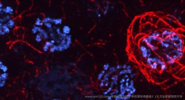 中医治疗女性不孕的原则有哪些？3大方法帮助预防不孕