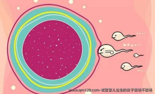试管婴儿出生的孩子聪明不聪明