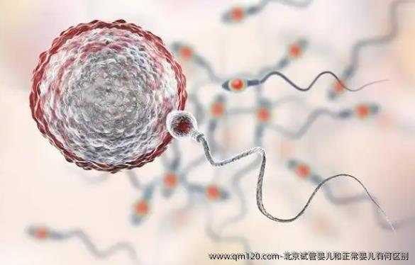 北京试管婴儿和正常婴儿有何区别