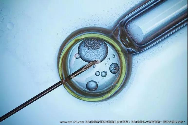 哈尔滨哪家医院试管婴儿成功率高？哈尔滨医科大学附属第一医院试管成功率？