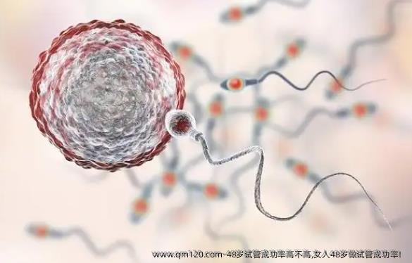 48岁试管成功率高不高,女人48岁做试管成功率！