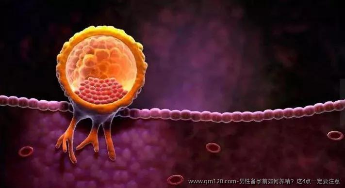 男性备孕前如何养精？这4点一定要注意