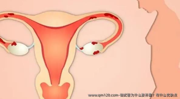 做试管为什么要养囊？有什么优缺点