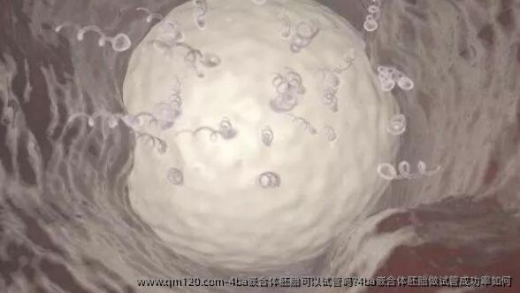 4ba嵌合体胚胎可以试管吗?4ba嵌合体胚胎做试管成功率如何