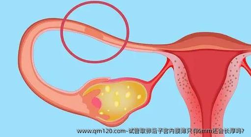 试管卵泡取出后子宫内膜薄只有6mm还会长厚吗？
