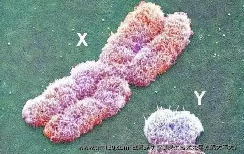 试管成功率跟医生技术水平关系大不大？