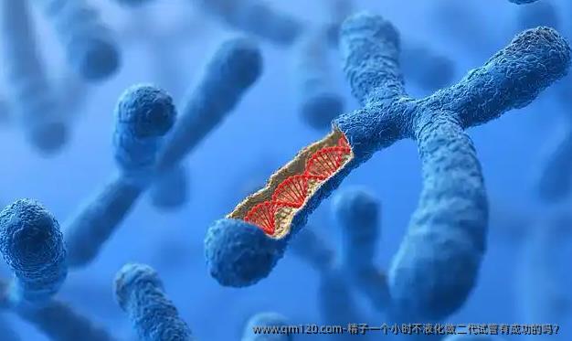 精子一个小时不液化做二代试管有成功的吗？