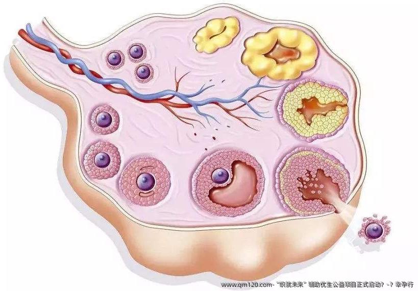 “织就未来”辅助优生公益项目正式启动？-？幸孕行