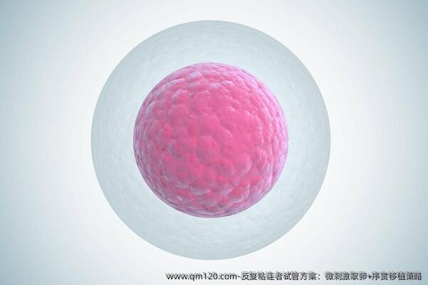 ‌反复粘连者试管方案：微刺激卵泡取出+序贯移植策略‌