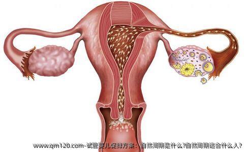 试管婴儿促排方案：自然周期是什么?自然周期适合什么人?