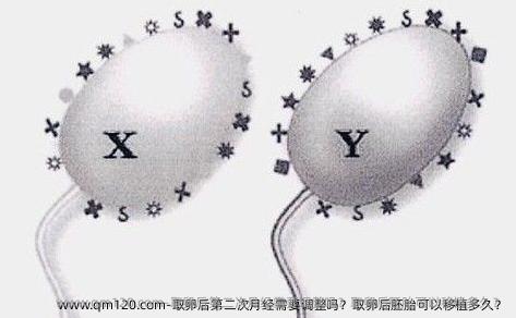 卵泡取出后第二次月经需要调整吗？卵泡取出后胚胎可以<a href=