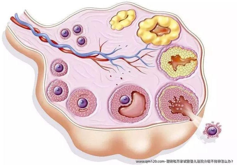 昆明和万家试管婴儿医院介绍不排卵怎么办？