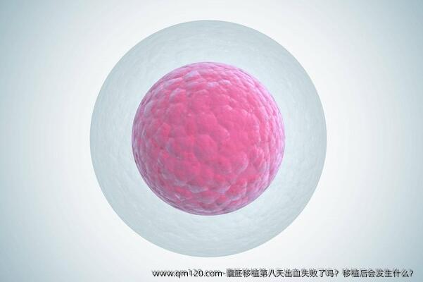囊胚移植第八天出血失败了吗？移植后会发生什么？