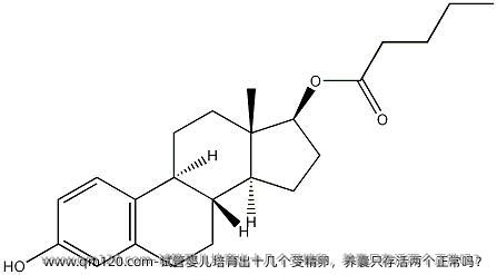 试管婴儿培育出十几个受精卵，养囊只存活两个正常吗？