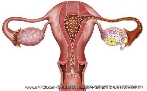 昆明试管婴儿私立医院-昆明试管婴儿专科医院哪家好？