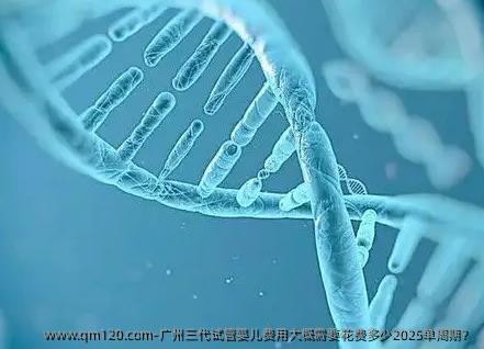 广州三代试管婴儿费用大概需要花费多少2025单周期？