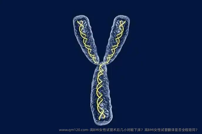 高BMI女性试管术后几小时能下床？高BMI女性试管翻译是否全程陪同？