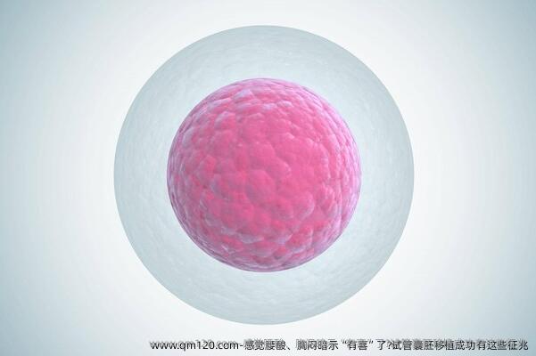 感觉腰酸、胸闷暗示“有喜”了?试管囊胚移植成功有这些征兆