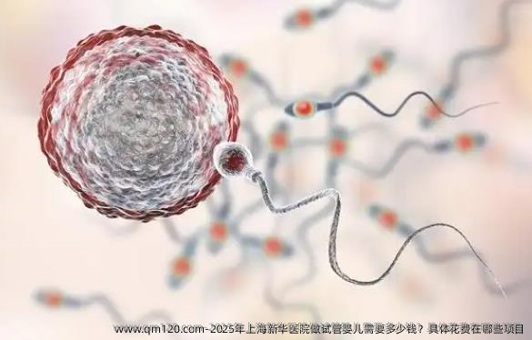 2025年上海新华医院做试管婴儿需要多少钱？具体花费在哪些项目