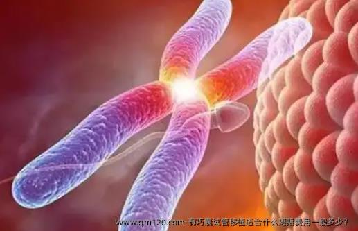 有巧囊试管移植适合什么周期费用一般多少?