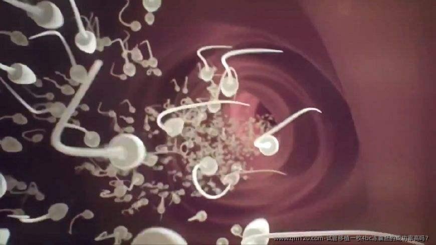 试管移植一枚4bc冻囊胚的成功率高吗?