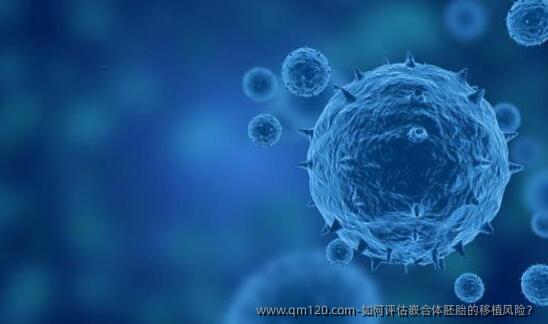 如何评估嵌合体胚胎的移植风险?