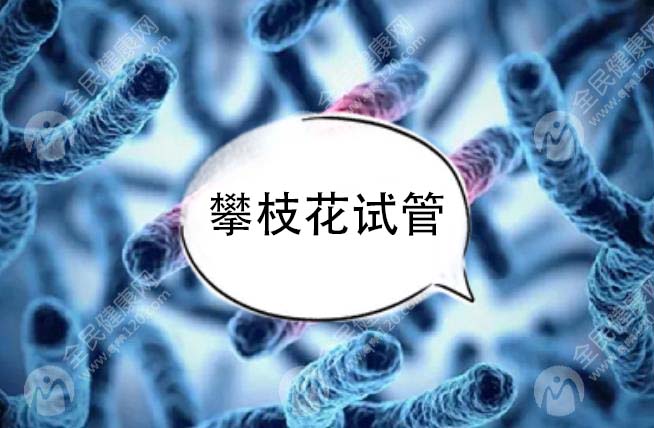攀枝花试管